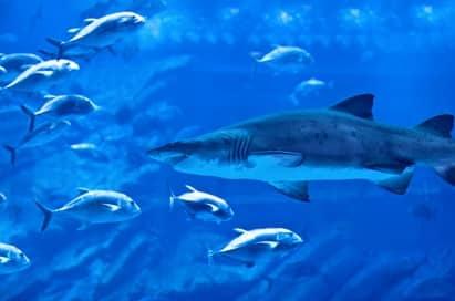 <p>Sea Life Centre</p>